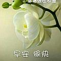 Debb522