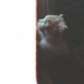 s7838364