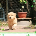 Golden Retriever L.W