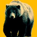 BigBear K