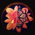 ing花