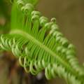 bamboo1234