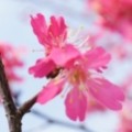 瘋狂小野豬