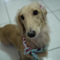 Chien hui