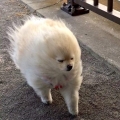 胖丁姐