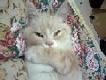小芸兒