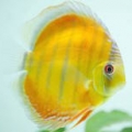 simonfang