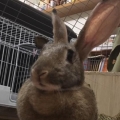 BunnyBaster