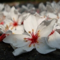 kokolochen