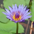 johnyu620