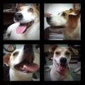 chinggogo