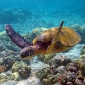lulu_travel