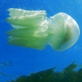 simcolala