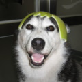 huckysho