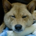 荳荳舖