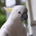 ◎