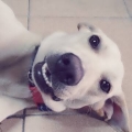 stanley德