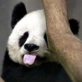 姑蘇城小喵