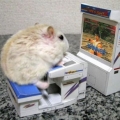marspapago