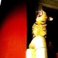 pancatcat