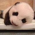 dan.guo