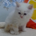 minicandice