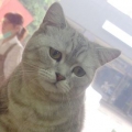 Bitzer