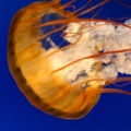 小小海洋