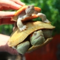 sulcata23