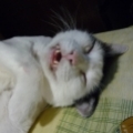 momoyen