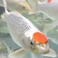 JIMWEI