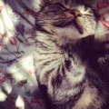 onewaycat