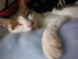 catangel_1980