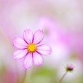 Grass_field