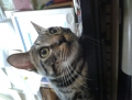 cat58