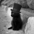 zoe_cat