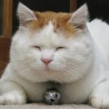 cat_uncel1217