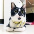 幸運阿寧