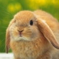 Peter Rabbit 1234
