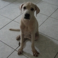 Grania