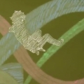 hakushou