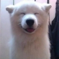 corgidogpupu
