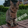 shuasa