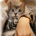 笨手貓奴