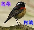 hong99