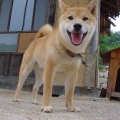 nickdon