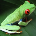 cocoalee