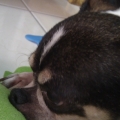 Cherry_0730