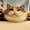 肉鬆妹