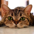 Kitty5380